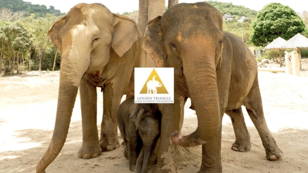 GTAEF - Golden Triangle Asian Elephant Foundation