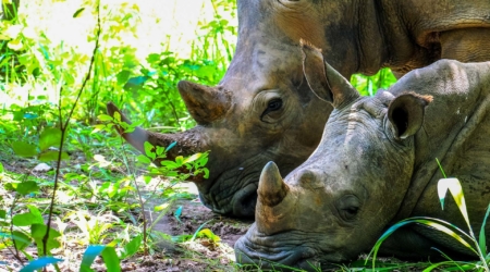 Many Rhino species are already extinct in the wild, Earth Repair donations go direct to the parks and rangers that w...