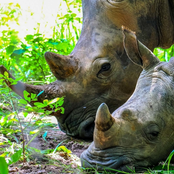 Rhinos & Earth Repair