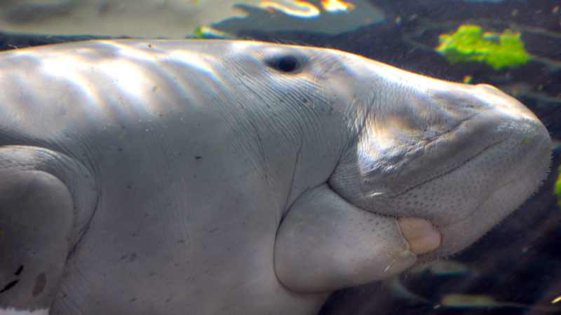 dugongs are elephants closest living relative