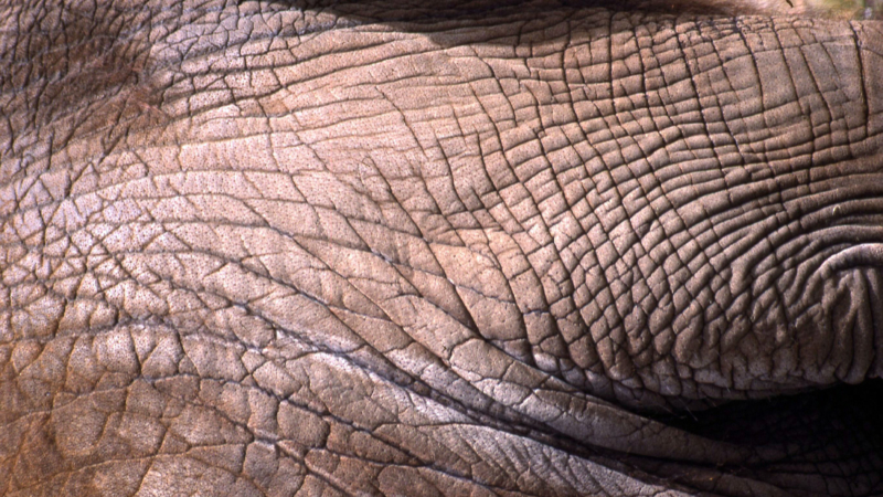 elephant skin is wrinkled for very good reasons