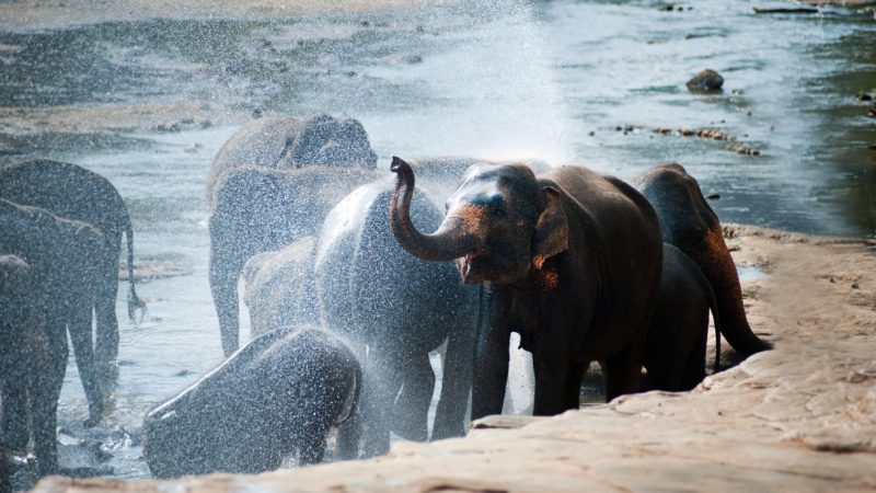 elephants playing at water make them deeper and longer lasting