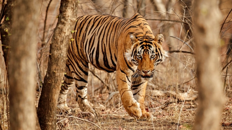 Asian Tiger in Thailand