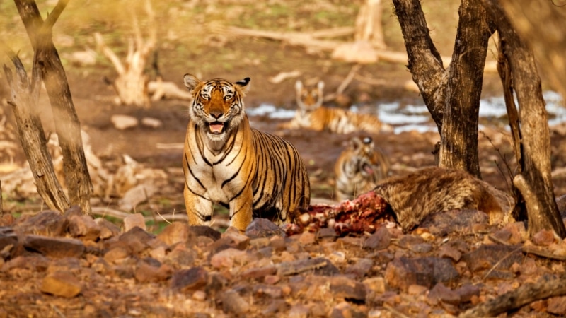 tiger family with a sambar deer kill