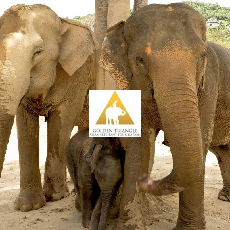 Golden Triangle Asian Elephant Foundation Donation 5
